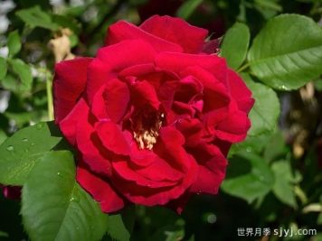 卡斯博特格兰特月季/卡格兰特Cuthbert Grant