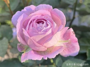 开心果月季Laugh Maker