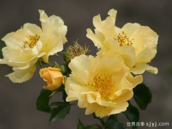 科洛马月季Coloma