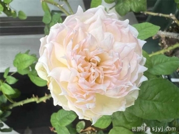 科学家月季The Scientist