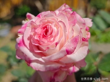 可爱教主月季/小可爱/非常可爱Very Cute