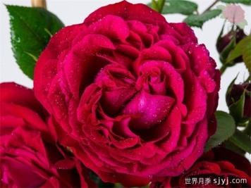 凯瑟琳月季/树莓重生Katherine Renaissance