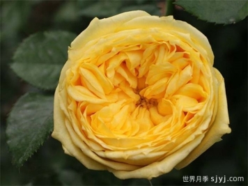 凯特琳娜月季/卡特琳娜月季Catalina