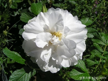 库拜重瓣白月季/穆斯林玫瑰Blanc Double de Coubert