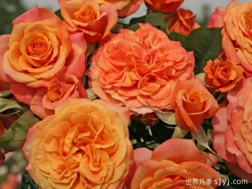 科塔别墅月季的介绍以及优缺点