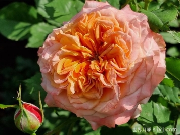 科塔别墅月季/拉维兰别墅/疯狂的爱La Villa Cotta