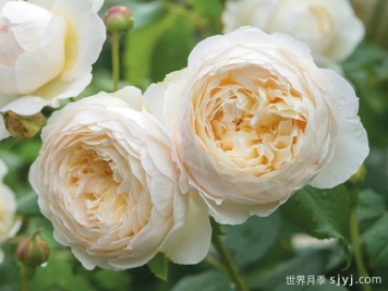 克莱尔奥斯汀月季Claire Austin