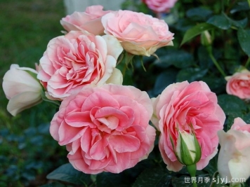 纨绔子弟月季/阔佬Jet Set