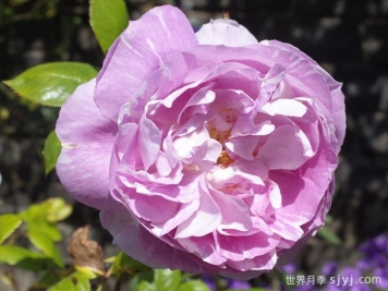 蓝宝石月季Saphir