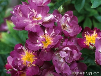 蓝蔓月季/蓝色紫罗兰月季名Veilchenblau