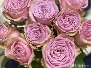 蓝色千层酥月季/布鲁斯亚罗月季Blue Millfeuille