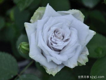 蓝色天堂月季Blue Heaven