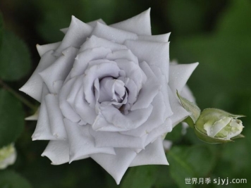 月季介绍之蓝色天堂月季