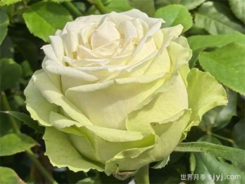 浪漫格林月季/绿色浪漫/绿色格林Green Romantic