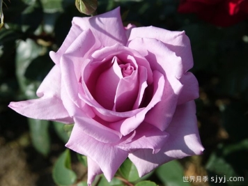 蓝月亮月季/蓝月月季Blue Moon