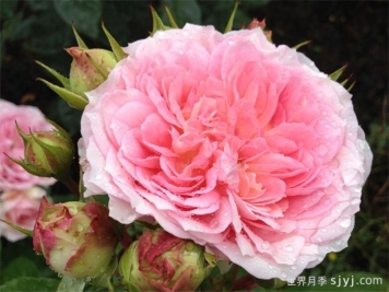 浪漫索菲亚月季Sophia Romantica