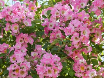 邱园漫步者月季/克佑漫步者/秋曼舞者Kew Rambler