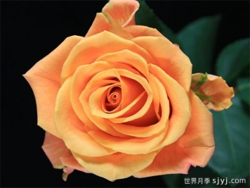 热带迷恋月季Tropic Crush