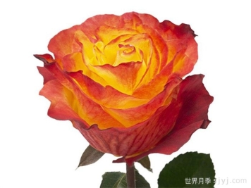 日落风情月季/日落激情Sunset X-Pression