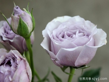 银魅月季Silver Mikado