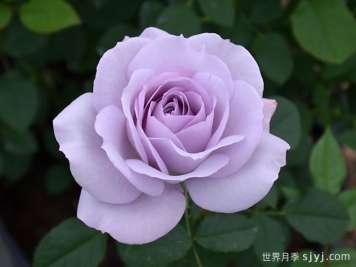 银线月季/银线希望/银色衬里Silver Lining