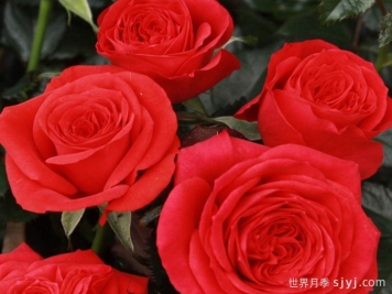 玛斯兰月季/永远的马斯兰月季Maasland Forever