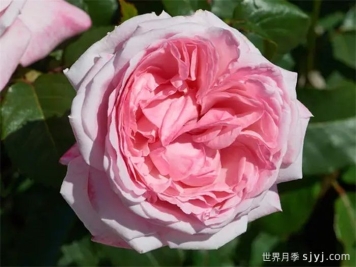 玛尔莉丝月季/玛里斯Marlis Renaissance