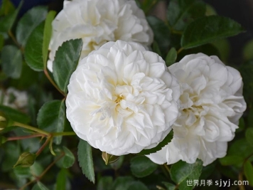 玛莲娜毕加索月季/香草马卡龙/白色格蕾丝Marina Picasso