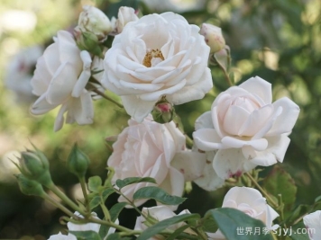 玛婷吉洛月季Martine Guillot