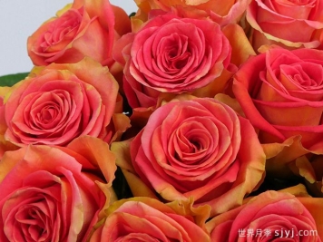 麦迪娜广场月季Grandiose