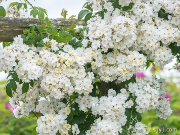 蔓延校长月季/校长月季Rambling Rector