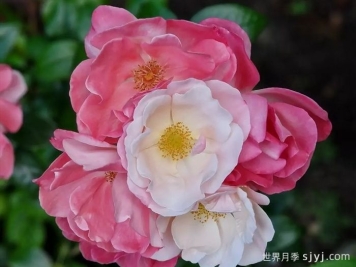 玫瑰浪漫月季/火蛋白石/蔷薇浪漫/格莱特Roseromantic