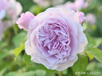 雷米尔月季/雷米尔天使Ramiel