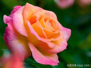 黎明月季/黎明破晓月季Day Breaker