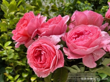 利格贝莱尔伯爵夫人月季Rosier Comtesse Liger-Belair