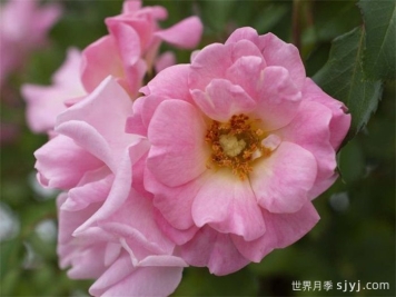 亮粉漂流月季Blushing Drift