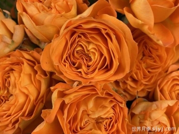 橙色潮流月季Orange Trendsetter