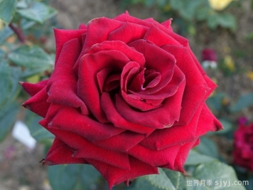 林肯先生月季Mister Lincoln