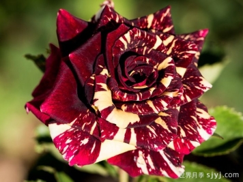 流星雨月季/梦话Abracadabra