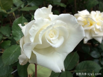 路易斯朗斯夫人月季/白色荆棘崖Mme Louis Lens