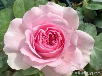 楼兰月季KIMlitschi