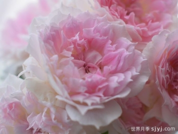 镂空月季/蔚蓝刺绣/光之窗Ajouree