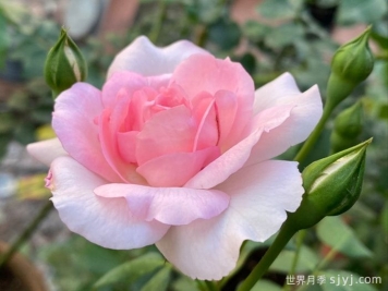 卢尔德百年庆典月季Centenaire de Lourdes Rose