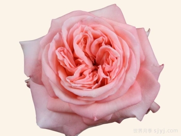 伦敦眼月季London Eye