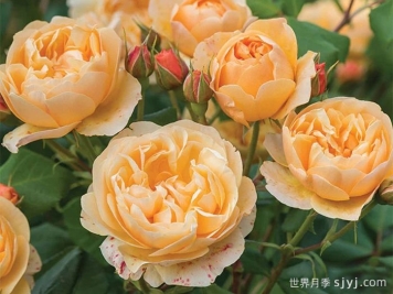 罗尔德达尔月季Roald Dahl