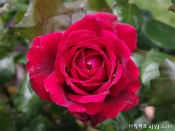 罗密欧月季Romeo