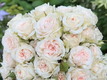 罗莎内拉月季/罗萨诺拉月季Rosanella