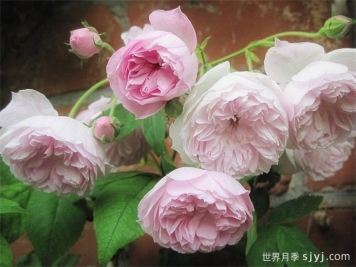 洛尔达乌月季/弃儿Laure Davoust