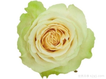 绿美人月季Green Beauty