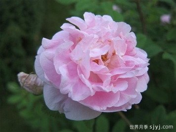 马丁弗罗比歇月季Martin Frobisher